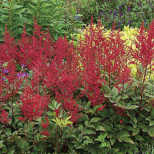 Une image carrée en gros plan des fleurs rouge vif de A. x japonica 'Red Sentinel' poussant dans une bordure vivace.