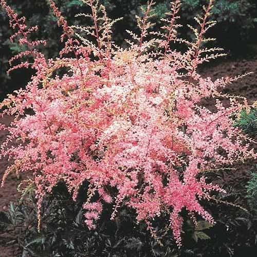Une image carrée en gros plan des fleurs rose clair d'A. simplicifolia 'Sprite' poussant dans le jardin, représentée sur un fond doux.