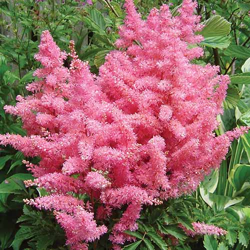 Une image carrée en gros plan de l'astilbe rose Younique poussant dans le jardin.