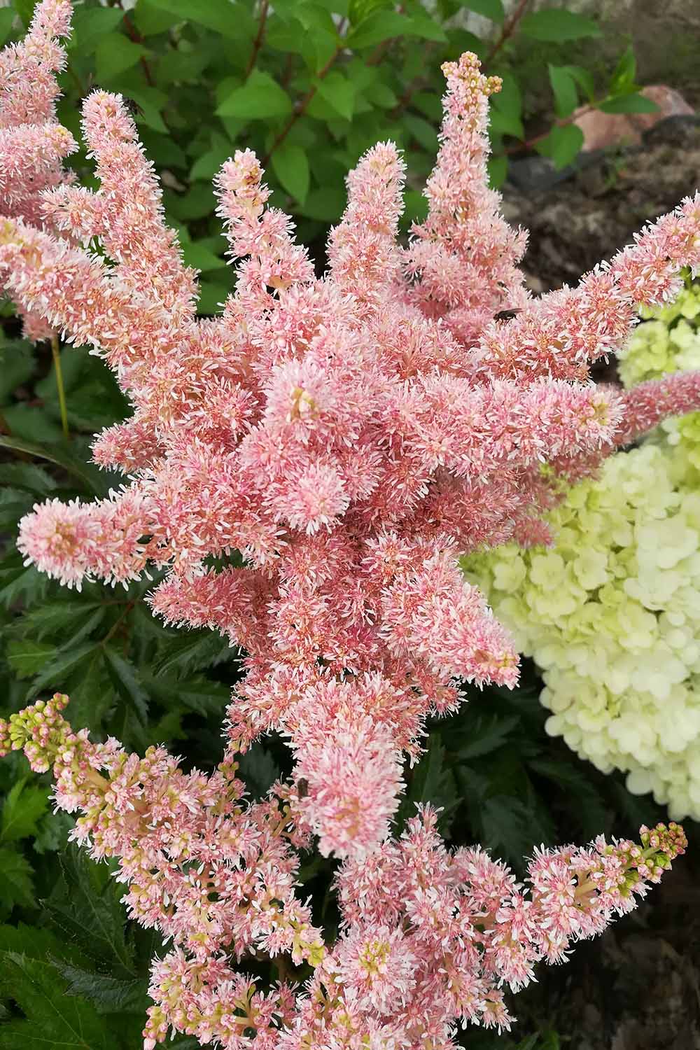 Une image verticale en gros plan des fleurs roses d'A. arendsii 'Sister Theresa' poussant dans le jardin avec un feuillage doux en arrière-plan.
