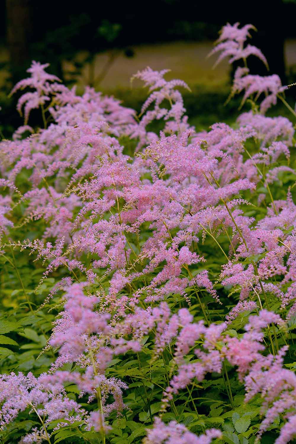 Une image verticale en gros plan des fleurs roses vaporeuses d'A. thunbergii 'Straussenfeder' poussant dans le jardin, représentée sur un fond à mise au point douce.