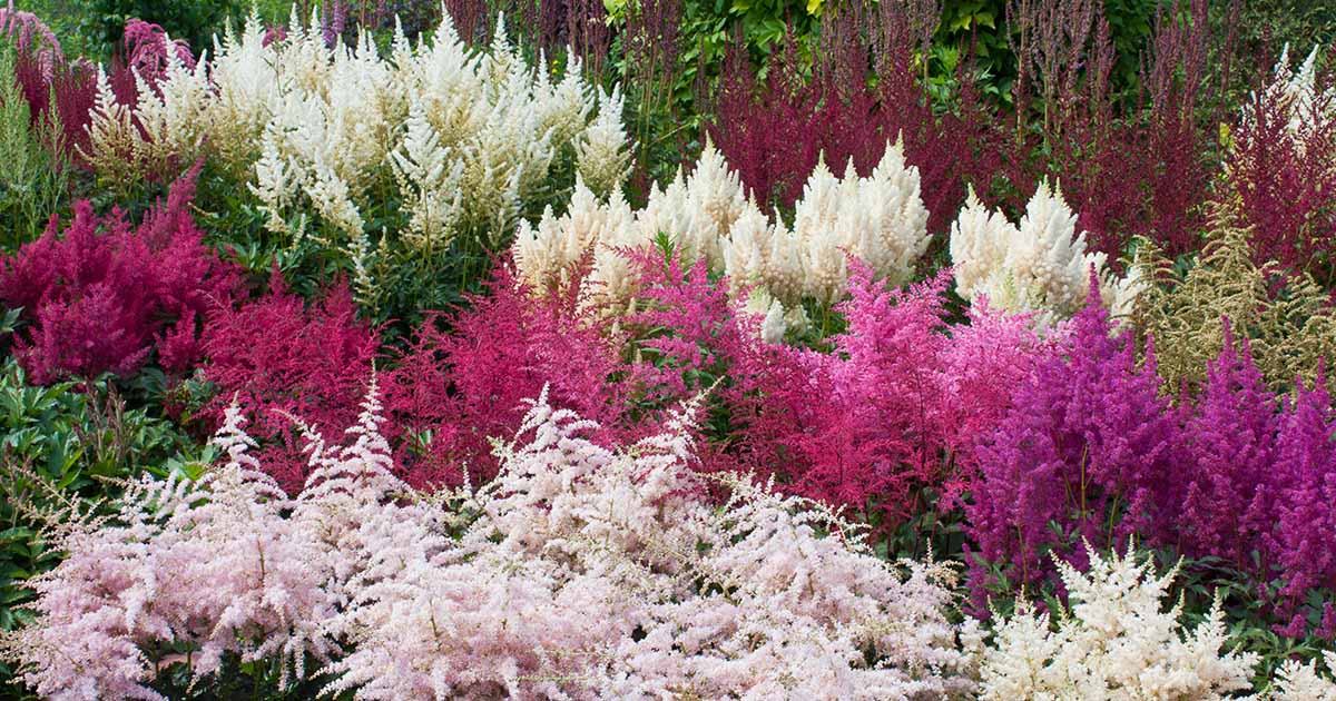 15 des meilleures variétés d'Astilbe pour votre jardin