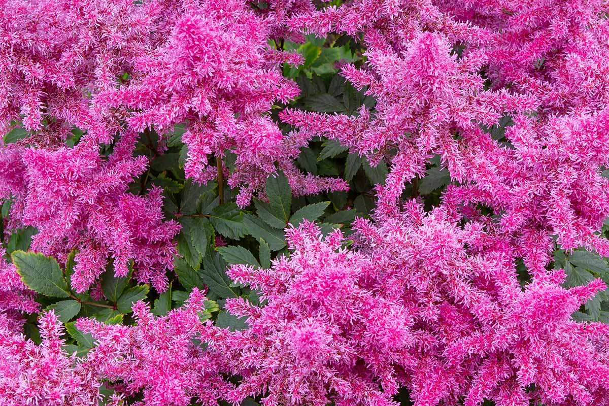 Une image horizontale en gros plan de fleurs d'astilbe roses floues qui poussent dans le jardin.
