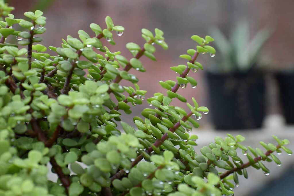 Une image horizontale en gros plan du feuillage succulent et des tiges rougeâtres de Portulacaria afra poussant dans un pot, représenté sur un fond flou.