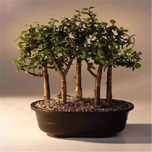 Une image carrée en gros plan de cinq plantes Portulacaria afra dans un petit pot à bonsaï, formées comme bonsaï.
