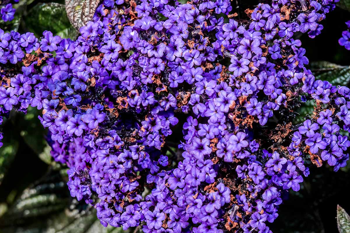 Un gros plan de grappes de fleurs bleu vif, photographiées sous un soleil éclatant sur un fond flou.
