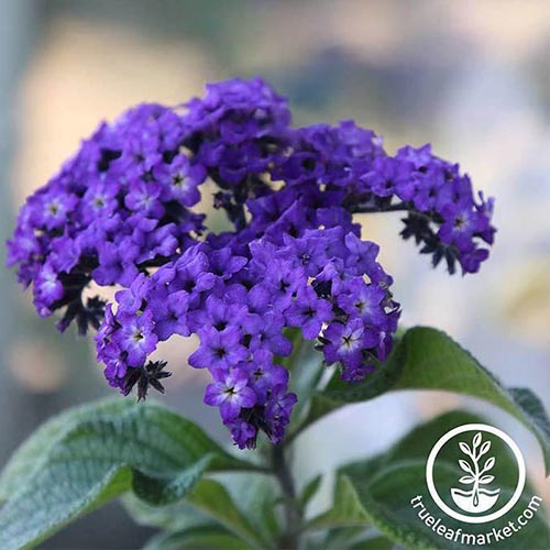 Gros plan d'une fleur d'héliotrope montrant une inflorescence violette contrastant avec le feuillage vert clair représenté sur un fond flou. En bas à droite du cadre se trouvent un logo et un texte circulaires blancs.