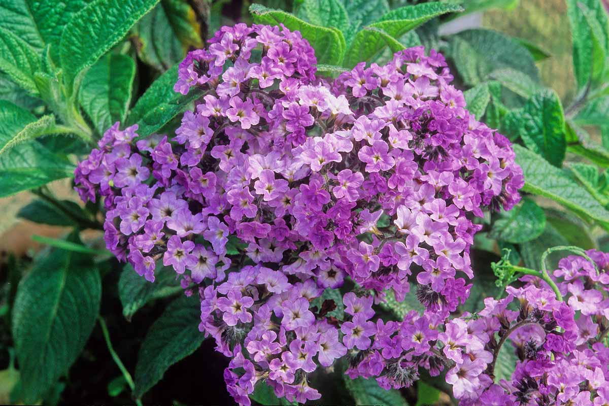 Un gros plan de fleurs de lavande de la plante Heliotropium arborescens, poussant dans le jardin sous un soleil léger, avec un feuillage doux en arrière-plan.