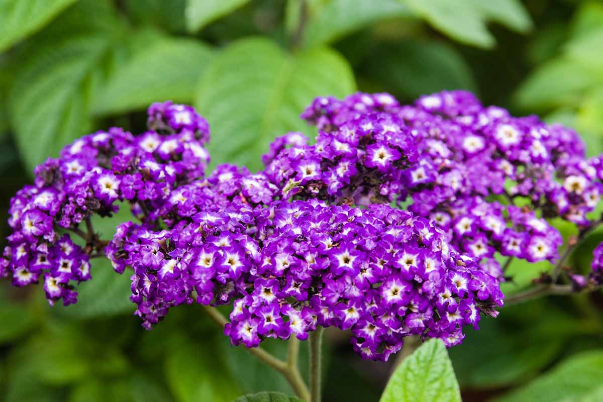 Un gros plan des grappes de fleurs violettes de la plante Heliotropium arborescens, poussant dans le jardin avec un feuillage flou en arrière-plan.