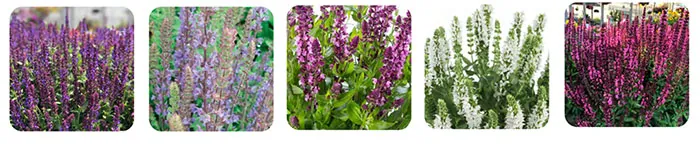 Plantes de Salvia nemorosa Plantes de Salvia nemorosa