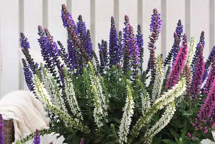 Salvia nemorosa, biodiversité et résilience au jardin