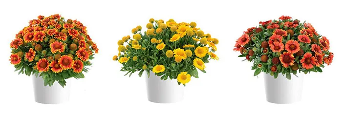 Variétés de Gaillardia hybrida