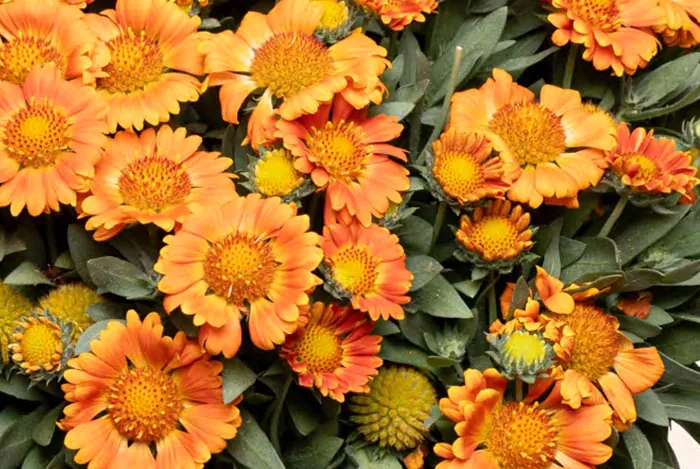 Comment faire pousser Gaillardia hybrida dans le jardin et les pots