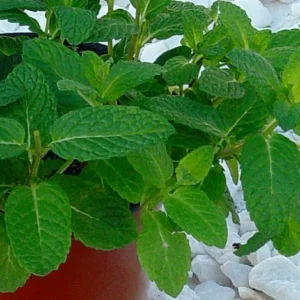 Mentha spicata ou menthe poivrée dans le jardin