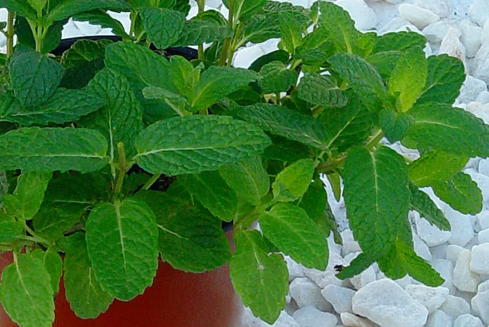 Mentha spicata ou menthe poivrée dans le jardin