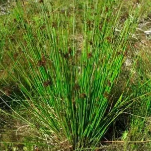 Juncus effusus ou fine ruée