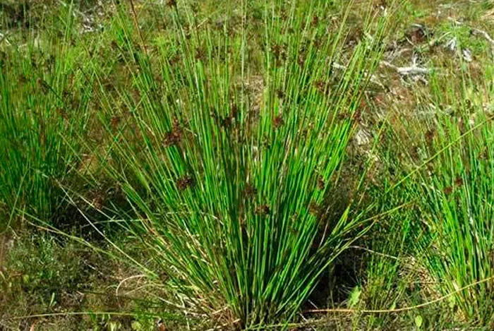 Juncus effusus ou fine ruée
