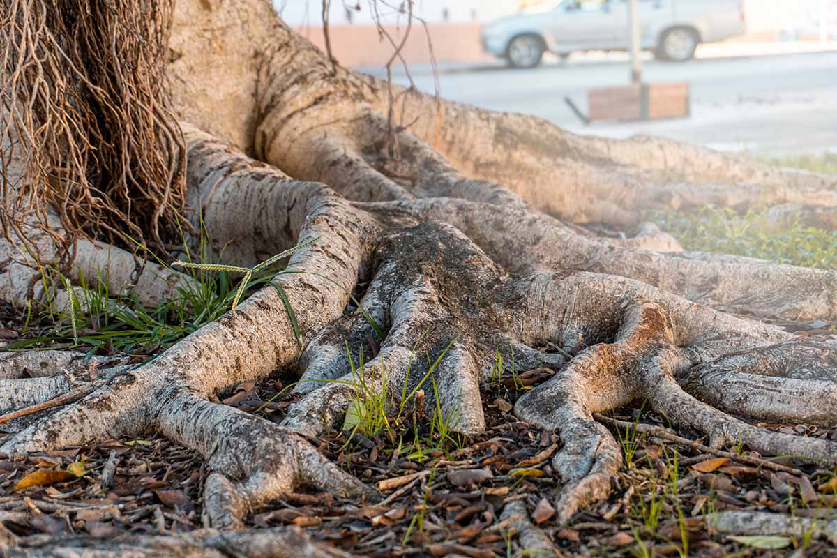 Une image horizontale en gros plan des grandes racines envahissantes d'un arbre Ficus benjamina mature.