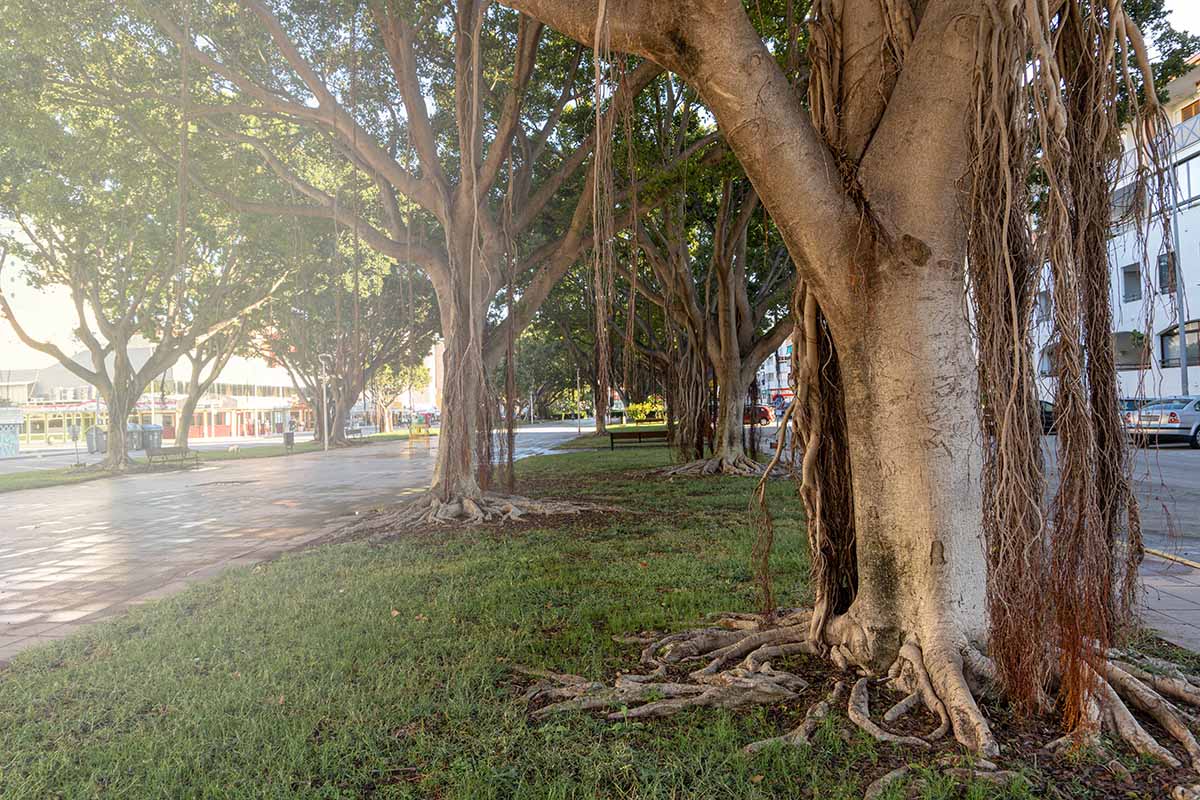 Une image horizontale en gros plan de ficus poussant sur le bord d'une route.