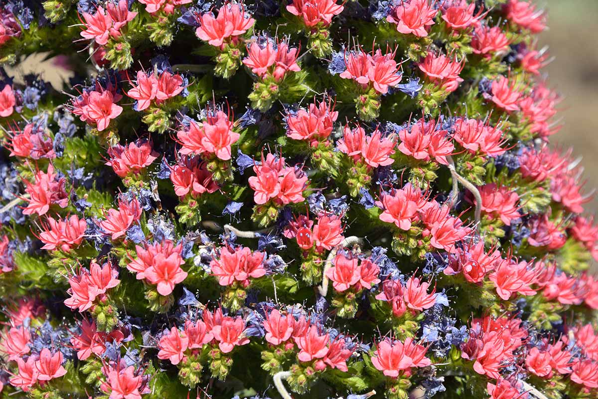 Une image horizontale en gros plan des fleurs lumineuses de la tour des bijoux (Echium wildpretii) représentées sous un soleil radieux.