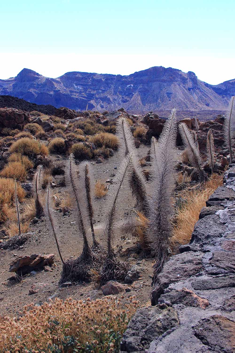 Image verticale de plusieurs spécimens d'Echium wildpretii poussant à l'état sauvage, après la floraison, avec des montagnes en arrière-plan.