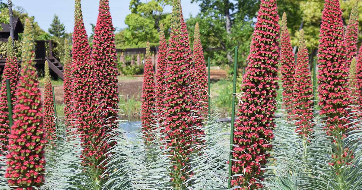 Comment cultiver et entretenir la Tour des Joyaux (Red Bugloss)