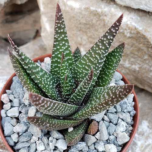 Une image carrée en gros plan de x Gasteraloe 'Royal Highness' poussant dans un petit pot avec du gravier à la surface du sol.