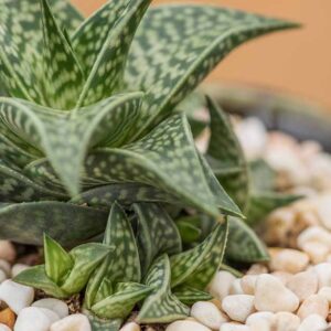 Comment cultiver et entretenir les plantes succulentes Gasteraloe