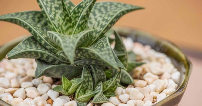 Comment cultiver et entretenir les plantes succulentes Gasteraloe