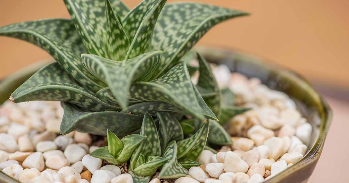Comment cultiver et entretenir les plantes succulentes Gasteraloe