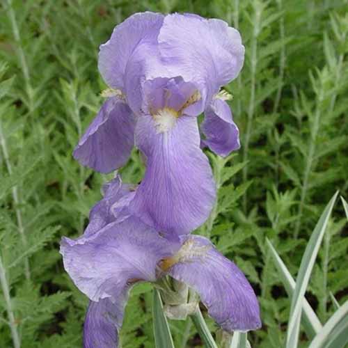 Une image carrée en gros plan de fleurs d'iris « Variegata » poussant dans le paysage.