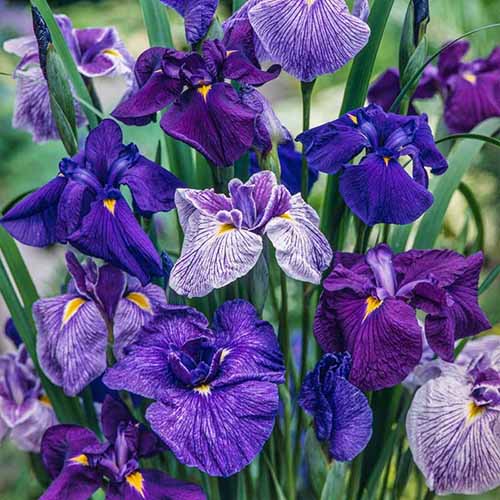 Une image carrée en gros plan d'iris japonais dans diverses nuances de bleu et de violet.