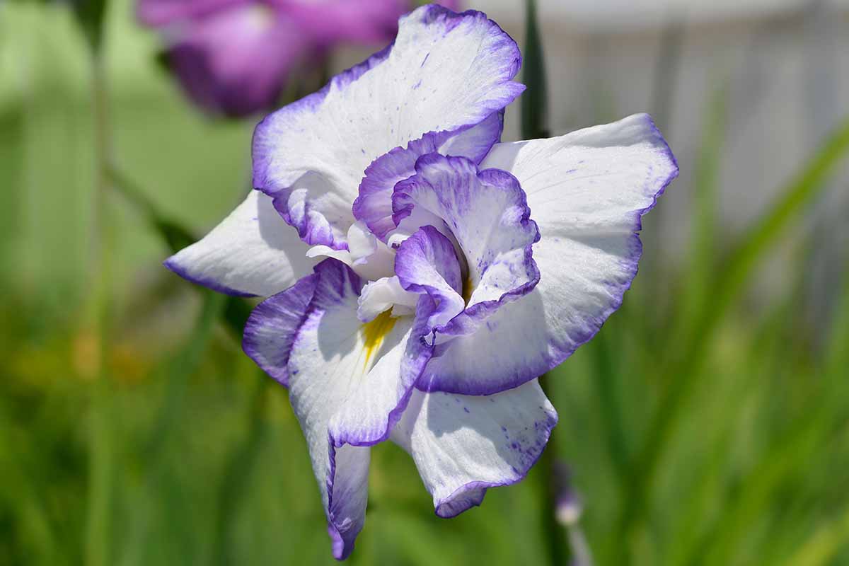Image horizontale en gros plan d'une fleur blanche avec une bordure violet clair autour des pétales, représentée sur un fond flou.
