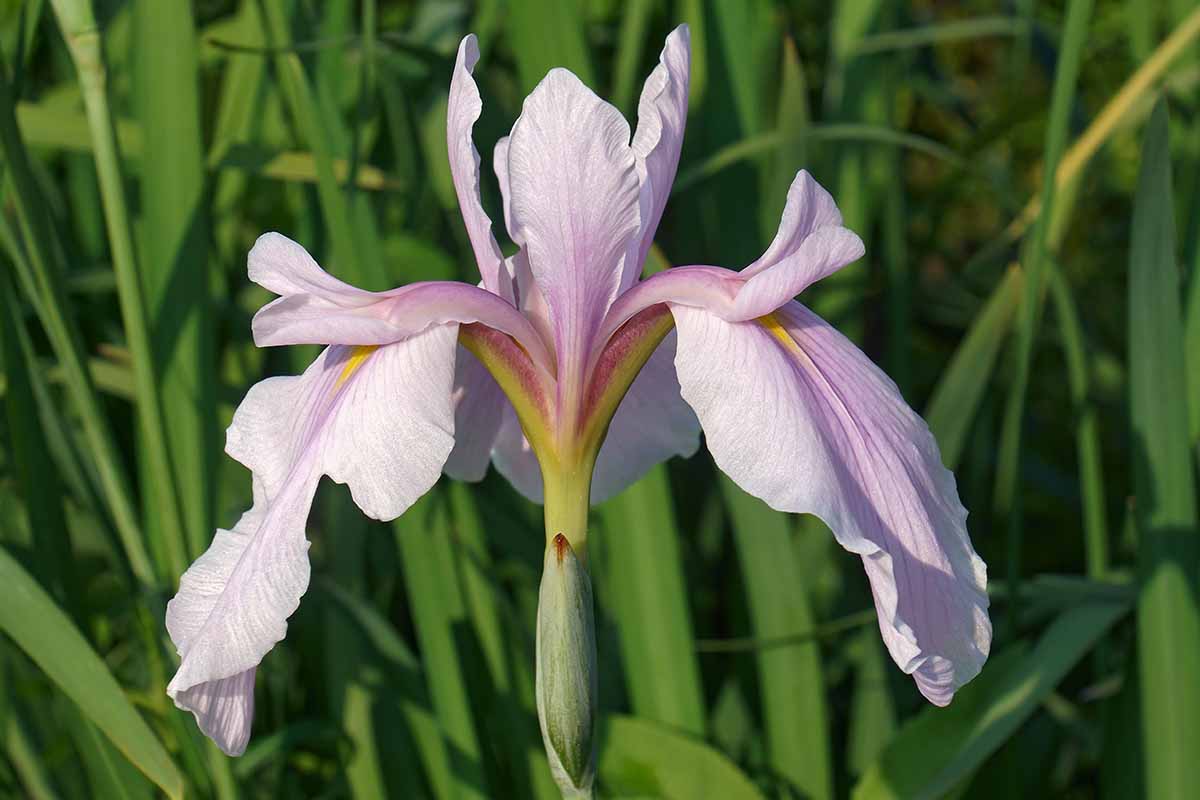 Image horizontale en gros plan d'une fleur d'iris ensata « Rose Queen » rose clair et blanche poussant dans le paysage avec un feuillage au foyer doux en arrière-plan.