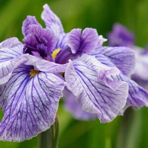 Comment planter et cultiver l'iris japonais