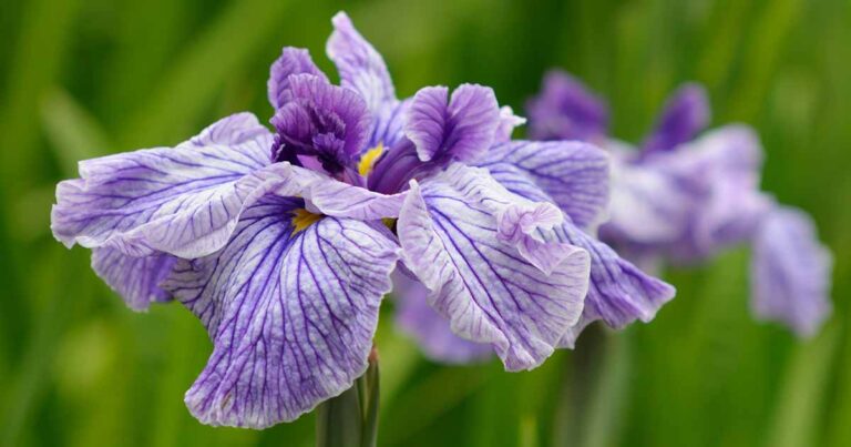 Comment planter et cultiver l'iris japonais