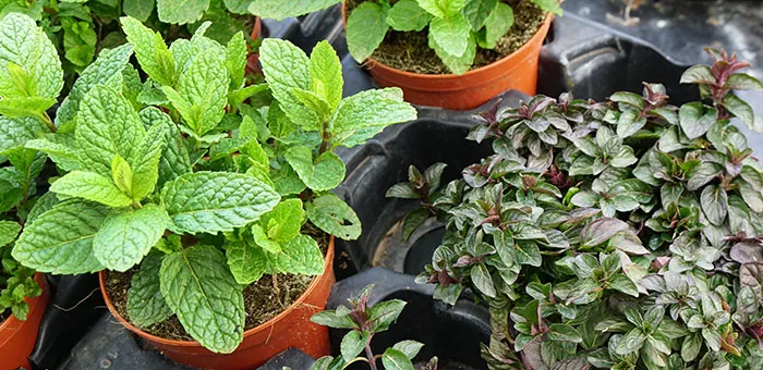 Menthe poivrée et menthe chocolatée Menthe poivrée et menthe chocolatée