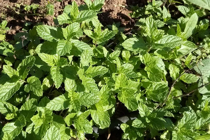 Floresyplantas.net