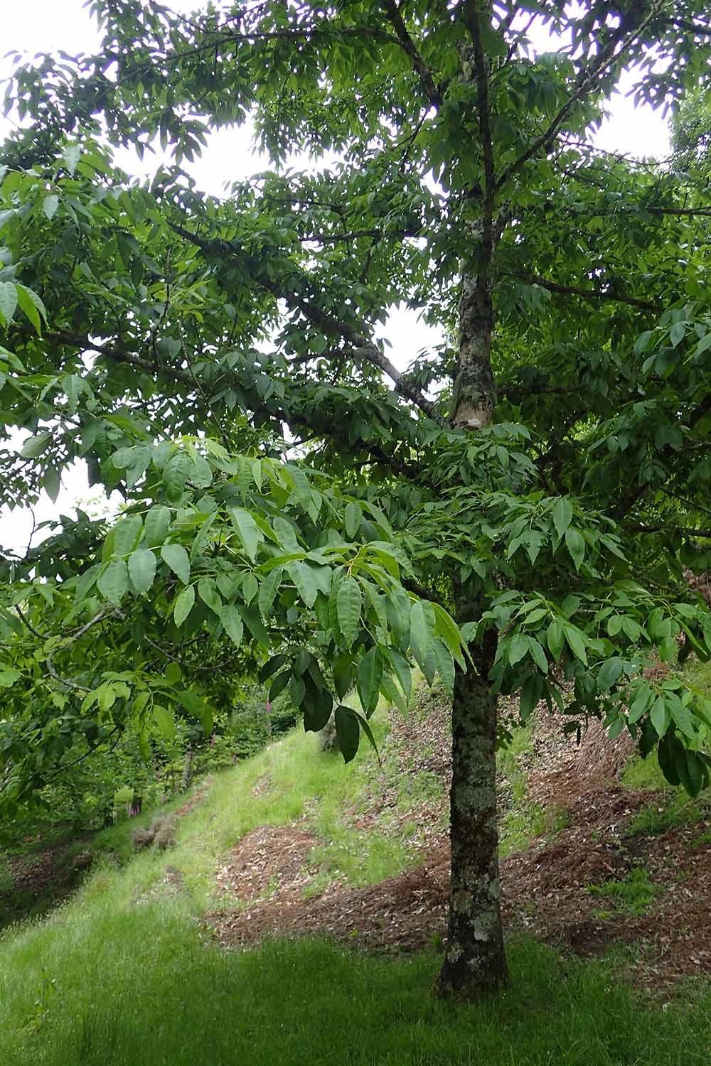 Une image verticale en gros plan d'un jeune arbre Fraxinus mandshurica poussant dans le paysage.