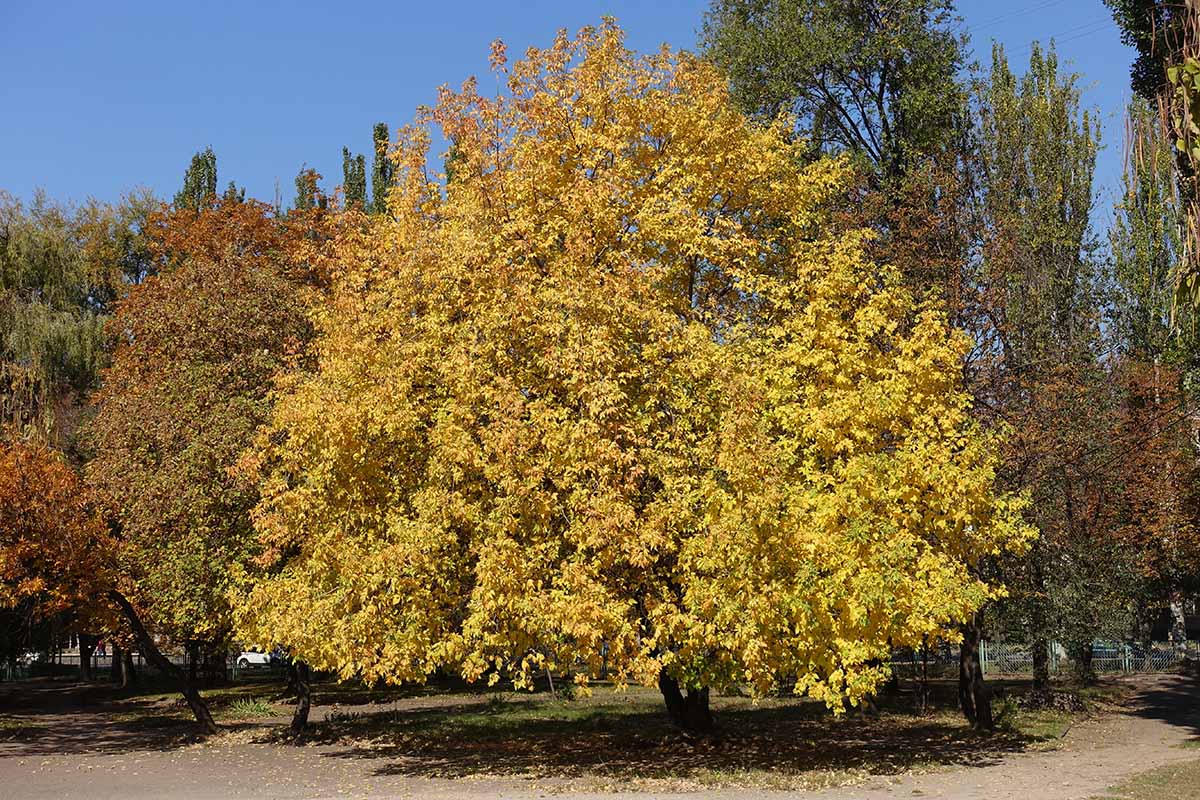 Image horizontale d'un grand frêne au feuillage d'automne jaune, représenté sous un soleil radieux.