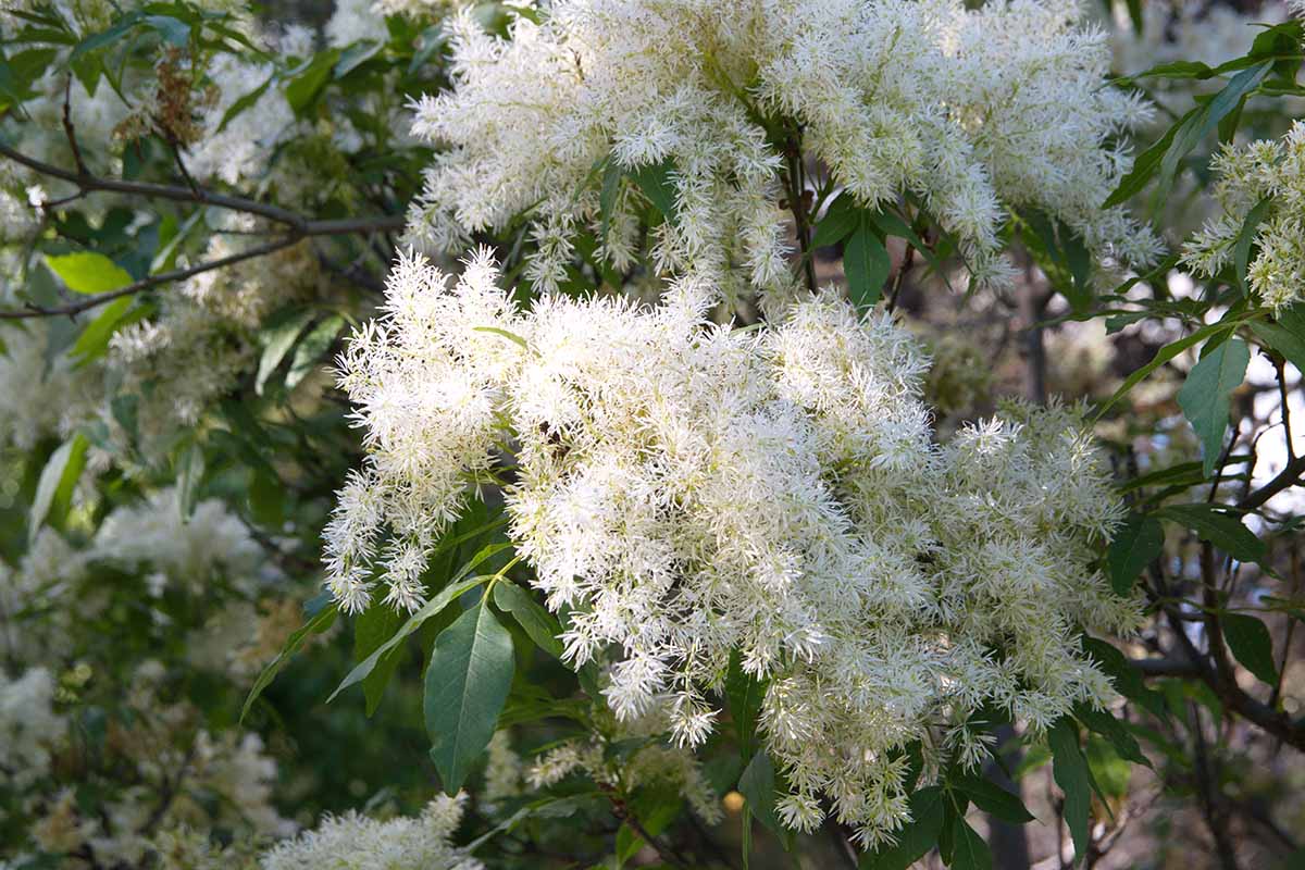 Une image horizontale en gros plan des fleurs blanches d'un frêne poussant dans le paysage.