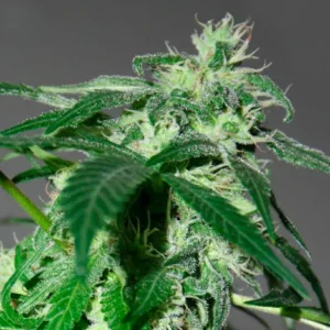 Types de marijuana
