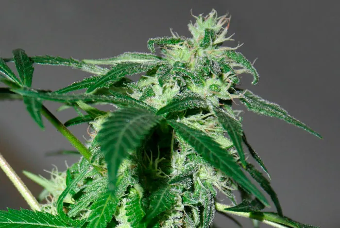 Floresyplantas.net
