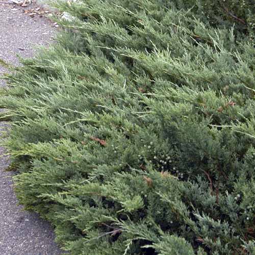 Un gros plan de Juniperus horizontalis 'Hughes' poussant au bord d'un chemin.