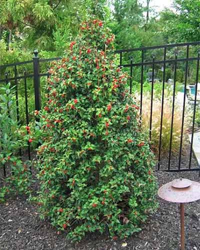 Image verticale en gros plan d'un arbuste compact Ilex aquifolium 'Dragon Lady' poussant dans le jardin.
