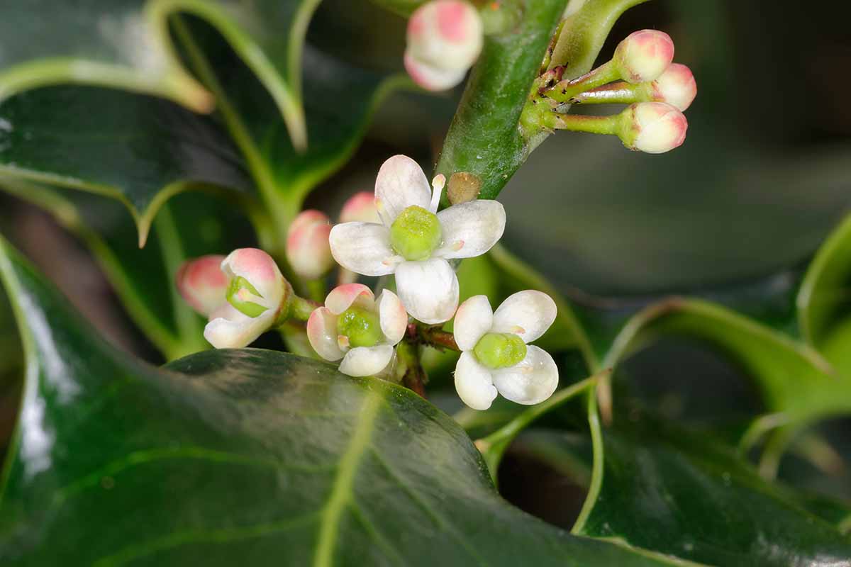 Une image horizontale en gros plan des minuscules fleurs blanches et roses du houx anglais (Ilex aquifolium) représentées sur un fond flou.