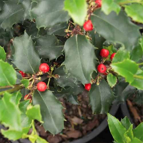 Une image carrée en gros plan d'un cultivar de houx anglais Royal Family Combo en pot.