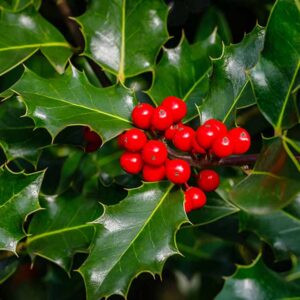 Comment cultiver et entretenir le houx anglais (Ilex aquifolium)