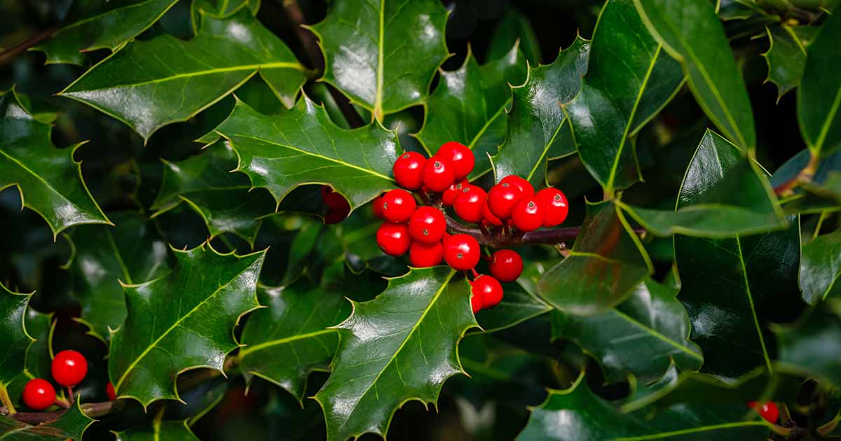 Comment cultiver et entretenir le houx anglais (Ilex aquifolium)