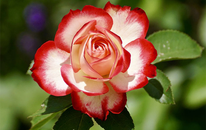 Fleur rose bicolore Fleur rose bicolore